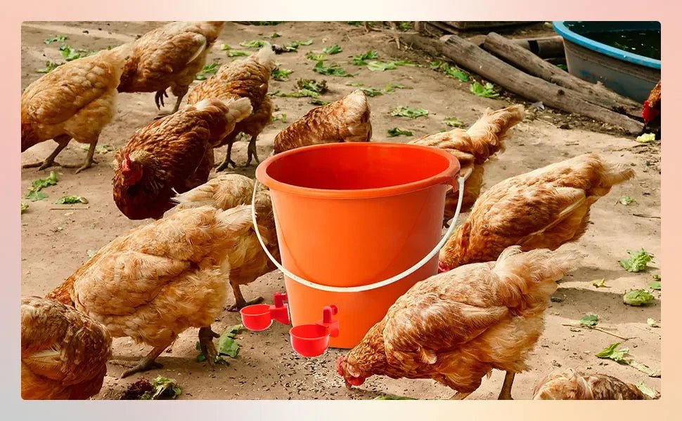 10/20/30Pcs Chicken Waterer Cups Chicken Feeder Cup for Chicken Duck Turkey Rabbit,3/8 Inch Thread Poultry Watering Feeder - Lily.sg Global Shopping