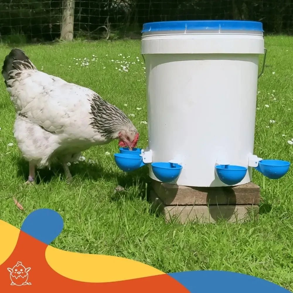 5PCS Poultry Kit Automatic Chicken Water Feeder Automatic Drinking Bowl Feeding Watering Supplie Chicken Waterer - Lily.sg Global Shopping