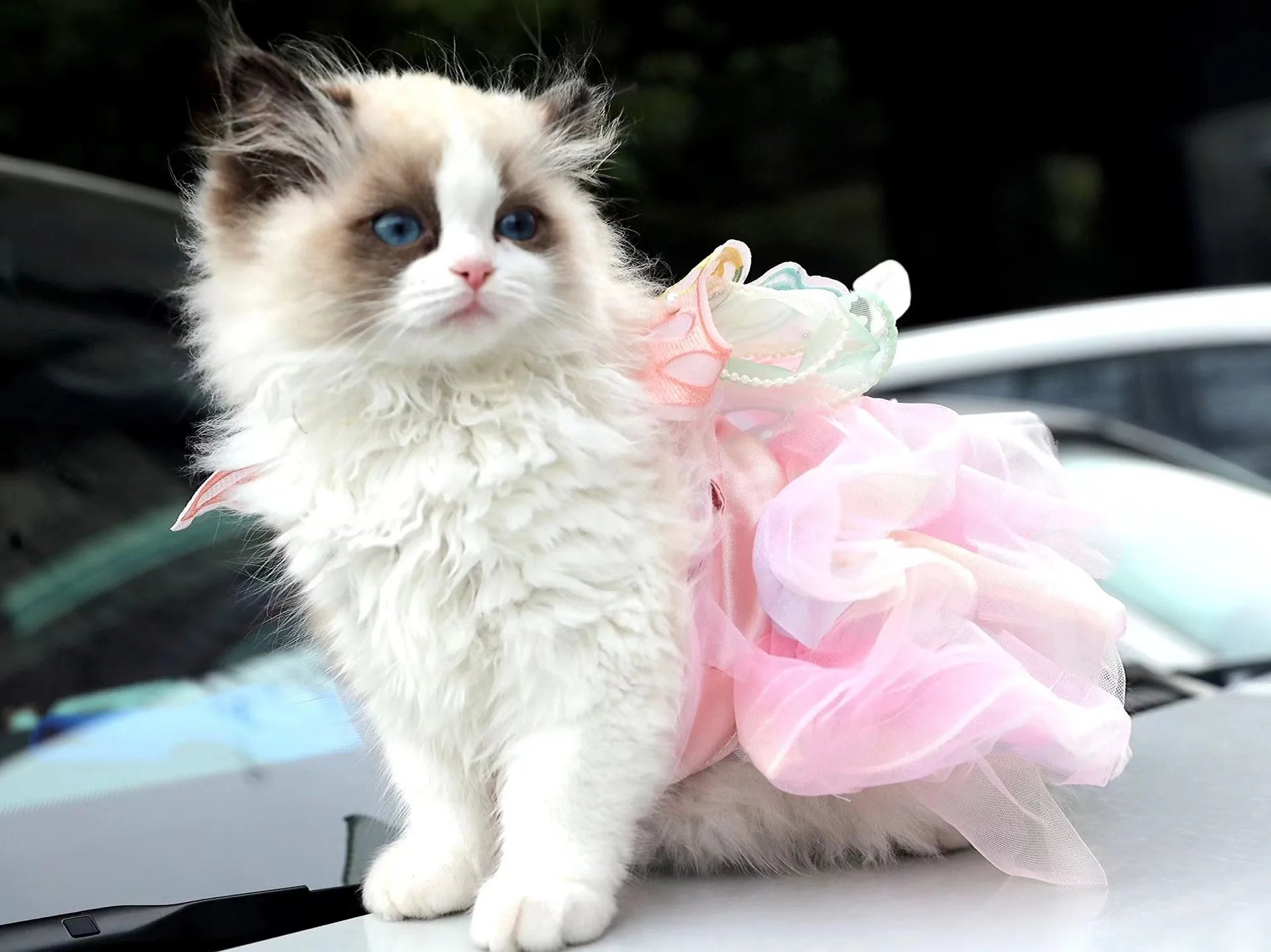 Dog Cat spring princess Dress Lace Skirt Pet Clothing Stripe Skirt Puppy Princess Apparel Cute Puppy Clothes Pet cat clothes