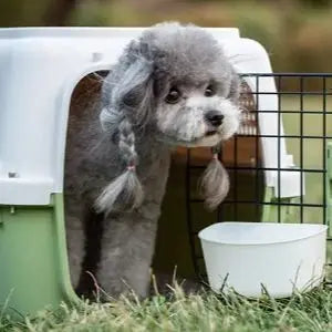 Boeing Pet Carrier Safety and IATA Standard