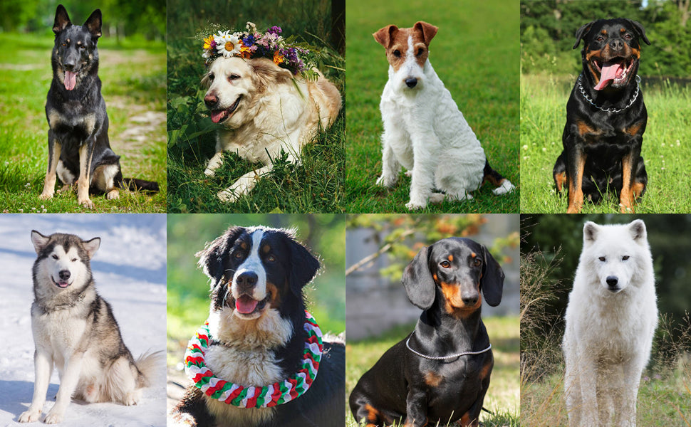 Dog Training Clicker Pet Cat Dog Click Trainer Various Style Aid Adjustable WristStrap Sound Key Chain Dog Repeller Pet Product