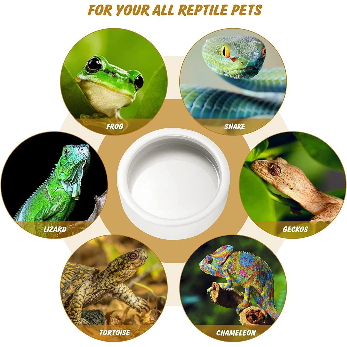Reptile Food Bowl Feeding and Watering Bowl Anti - Escape Ceramic Feeding and Watering Bowl Anti - Escape Super Worm Feeder - Lily.sg Global Shopping