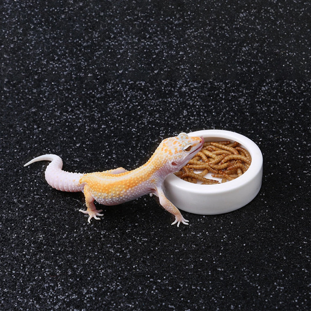 Reptile Food Bowl Feeding and Watering Bowl Anti - Escape Ceramic Feeding and Watering Bowl Anti - Escape Super Worm Feeder - Lily.sg Global Shopping